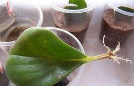  『扦插』养豆瓣绿，一片叶种一盆，一年繁殖20盆，枝叶茂盛、碧绿漂亮！