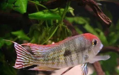  #水族市场上#美洲慈鲷之美，您细品