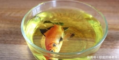  鱼缸■老外奇葩测试：把碳酸饮料倒入鱼缸，只想让鱼儿品尝一下味道！