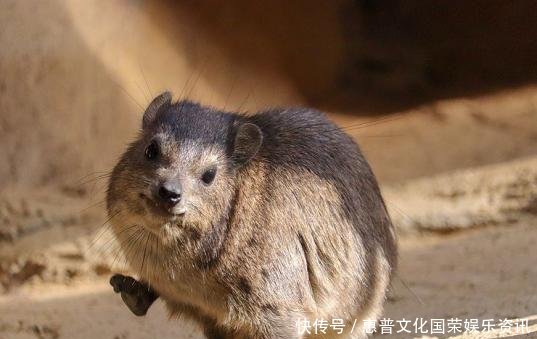 #蜘蛛#你觉得可能不存在,但世界上还真有的那些生物