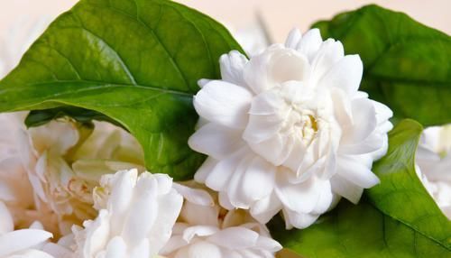  【满堂】3种花比香水还好闻，好养易活开花简单，家里养一盆，满堂飘香