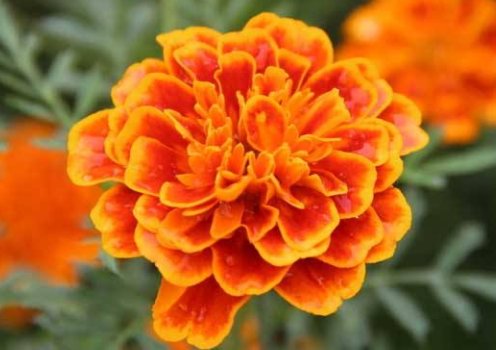 『艳丽』喜欢养菊花,不如养盆松果菊,花期长开花艳丽,妖娆妩媚,美翻了