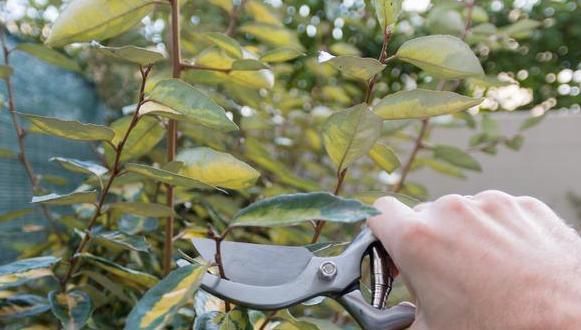  「盆栽」月季花长得慢、开花少？多注意4方面，新手盆栽伤亡少得多