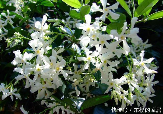 香飘|院子里不要乱种花,五一后此花要栽2棵,花开190天,香飘满院