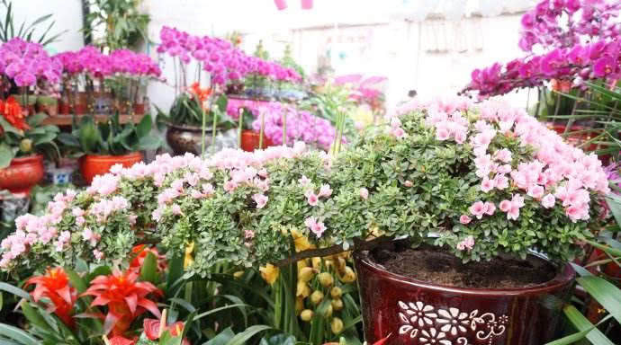  「杜鹃」想养杜鹃花，又怕养死，那是你没发现这2个品种的杜鹃