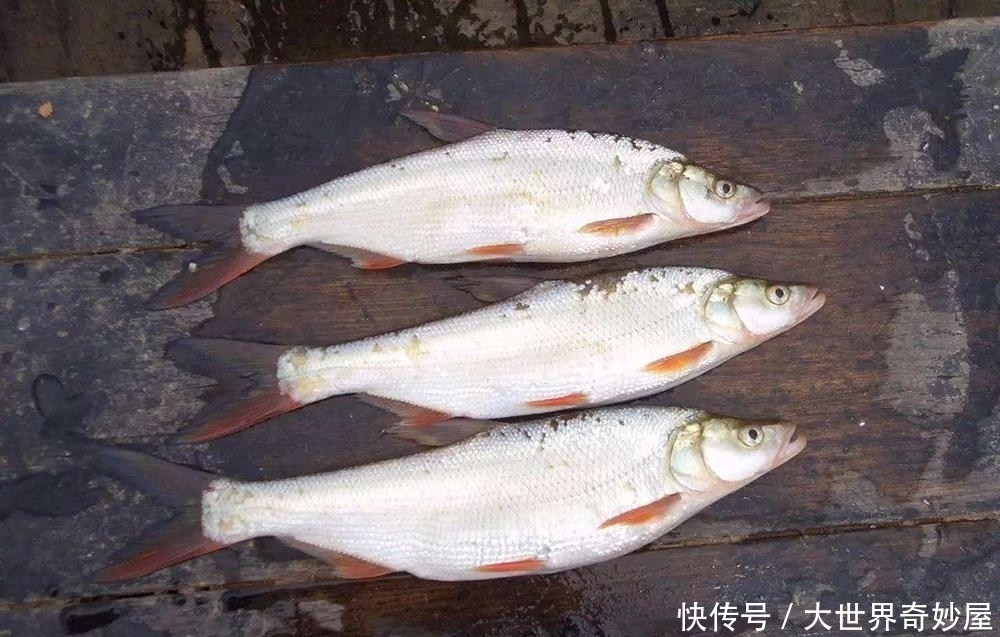  「一大」它曾是河里一大祸害，脾气暴躁出水就死，如今成珍贵品