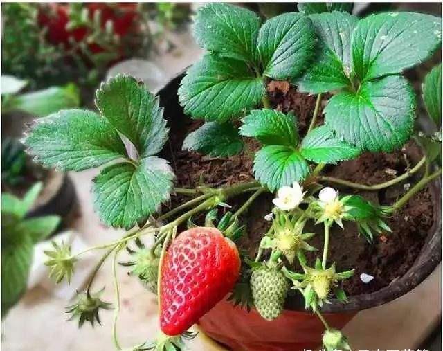  『外界因素』种植技术：盆栽草莓为什么不开花，让草莓开花的六个技巧！