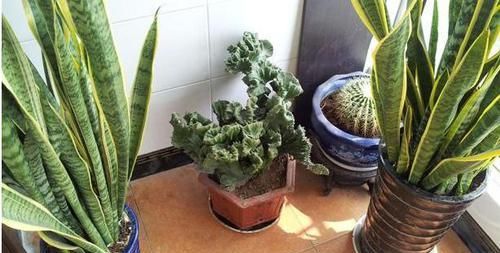 『植物』4种植物,容易'爆'崽子,掰下来'见'土就活,你家有吗?