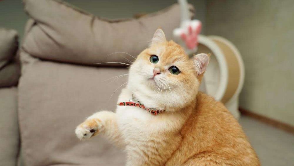 # 智者#猫咪的八大谣言，谣言止于智者，请理智对待猫咪，切勿模仿，辟谣