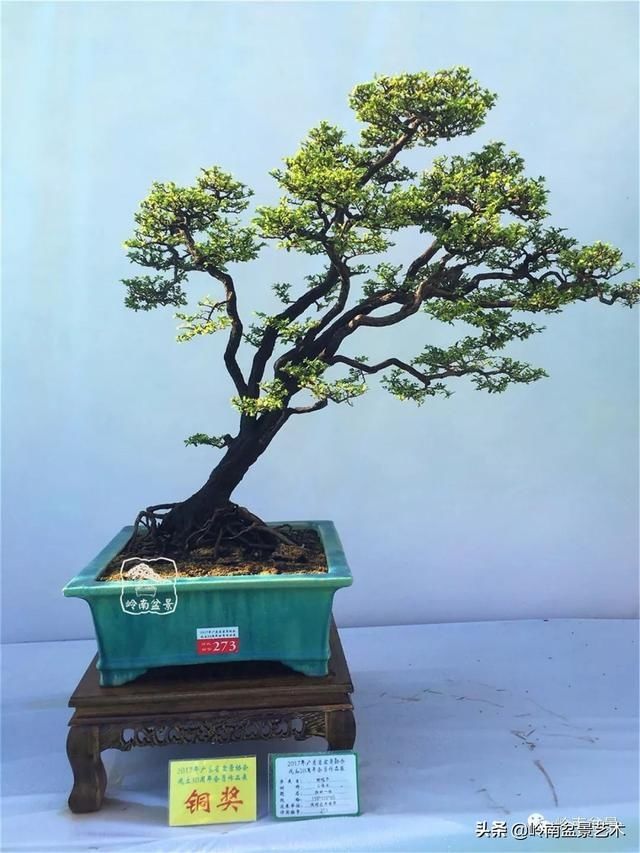 『作品』岭南珍品——山格木盆景