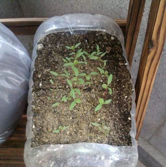  『辣椒』一个油桶抵两花盆，种出的菜长势特别好，三个够一家人吃了