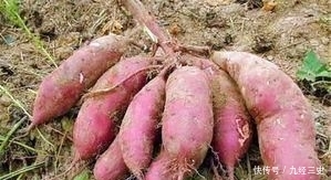  「红薯」农民种红薯，栽插有诀窍，这3种栽插方式哪种好？看完你就学会