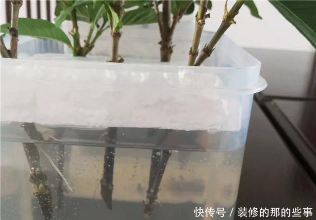  『执着的花盲』养花技巧：这5种花现在扦插，下个月就开花，千万别错过时机！