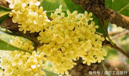  「桂林」广西为何简称桂人们称广西为八桂，“八桂”是指哪八个