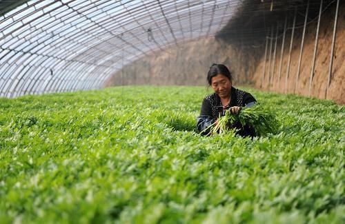  不少：亩产3000斤，一年采收3次，一斤8元，为何农民却说不赚钱