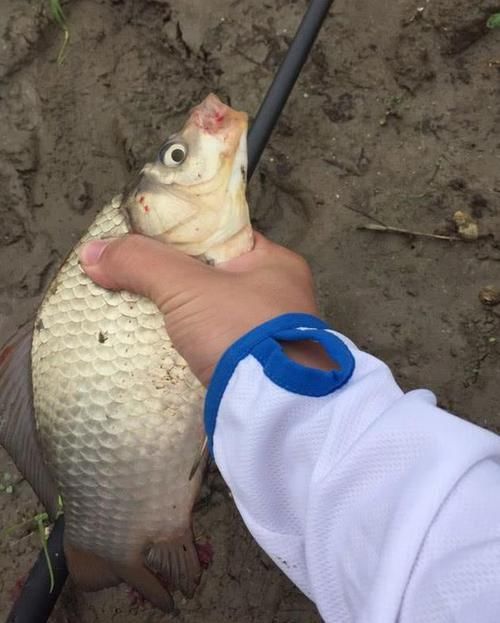  「坚守」打窝后没口，该换钓位还是坚守？情况不同，对应的策略也有所不同