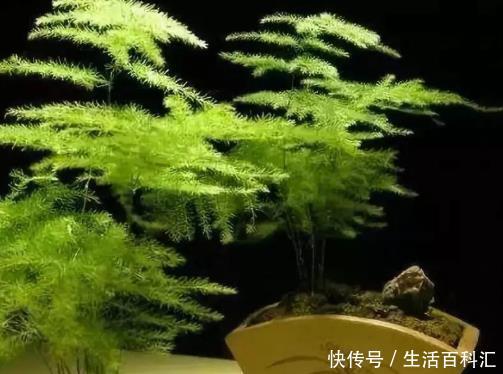 『把握』养文竹全靠这4个小妙招,把握不好,容易把它养成“文竹标本”