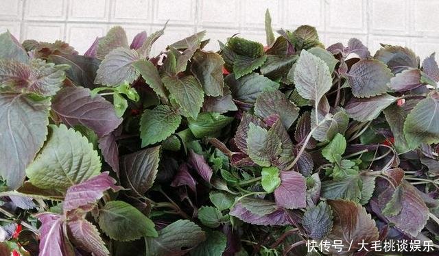  [竟然]这两种野草和配菜，在花盆都能长得很茂盛，竟然浑身是宝