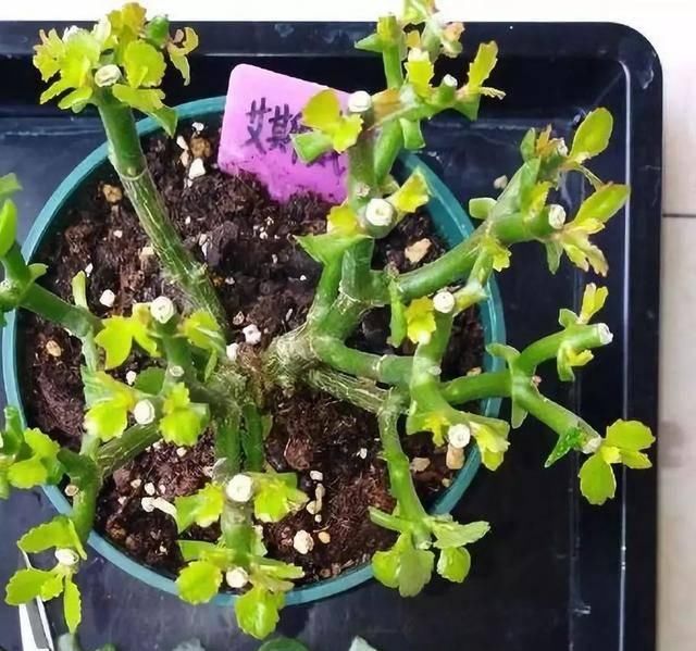  植株进行：家里的长寿花不开花？养成老桩花多到爆
