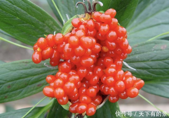 野草|在竹林,有1种野草开出“红花”,被称为“重楼”,1公斤上千元!