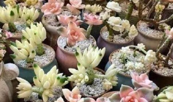  常用|花市老板告诉你：不良商家常用卖花“套路”，说破天也别买！