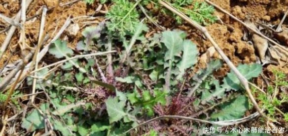  成了|在农村是野草，现如今成了“香饽饽”，城里能卖到10元一斤