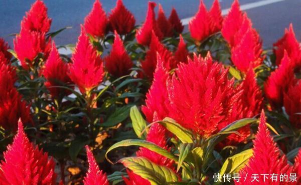 『国家』此花是燃烧的希望,是国家的骄傲,花朵就像是火炬一样