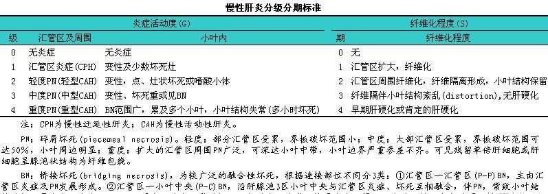  『解肝脏』乙肝嗜肝细胞病毒，潜伏期长，必要时可借助CT或AFP