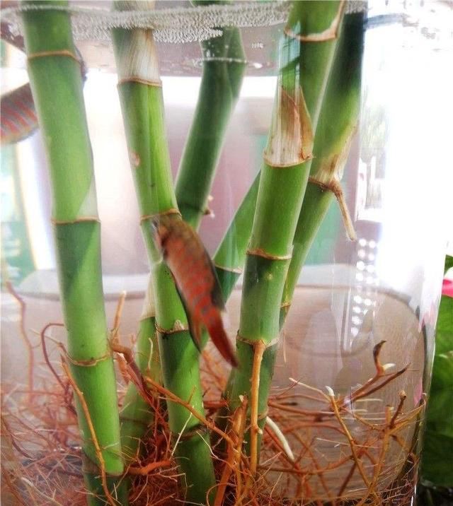  『特别』水培富贵竹,注意4点,绿油油特别茂盛,不黄叶根系壮,越长越旺