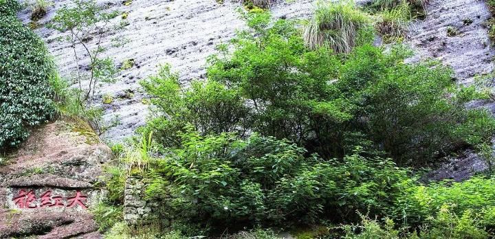  安徽■我国2棵最珍贵的树，一棵在福建，一棵在安徽，24小时专人