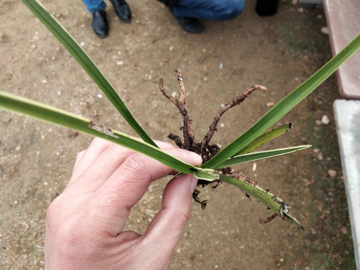 农民寻到的精品兰花，都会拿到这个兰花市场，各种兰花尽收眼底