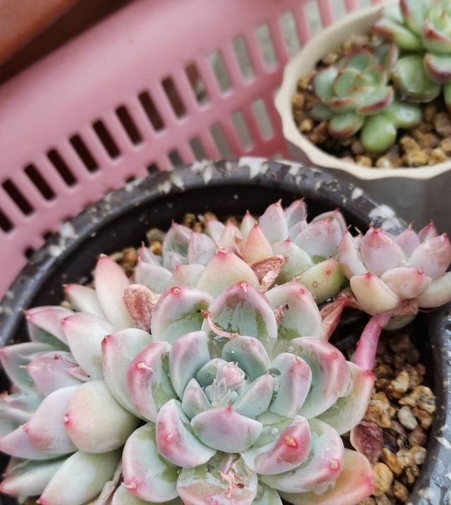  #淋完雨#淋过雨的多肉都很美，雨可以淋，但是这6件事不能忘