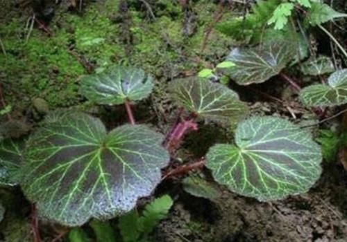  「值钱」小院里有1种“石荷叶”，叶片宽大、圆润，看到别拔，植株值钱！