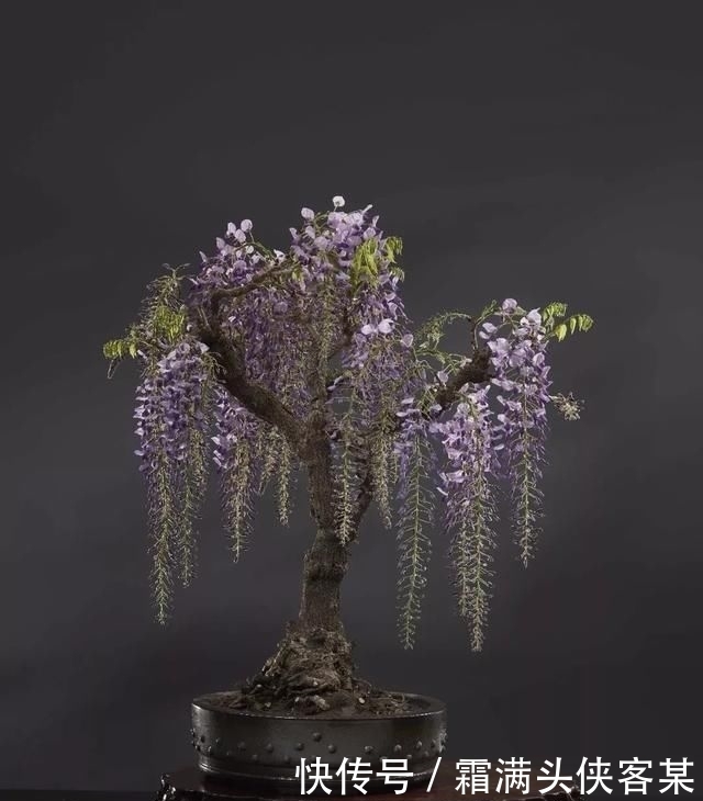  [栽种盆景]玩盆景，已成为当下追求高品质生活的一股潮流