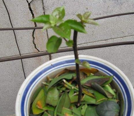 「枝条」立秋了,养这些花,一年能开300多天,一个枝条插10盆,好活