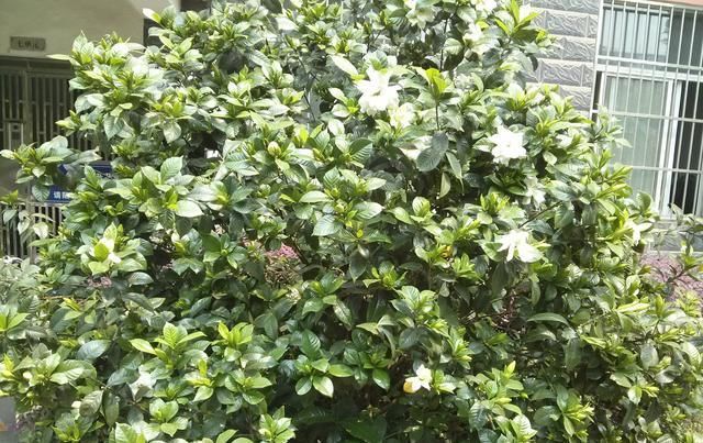  花期：君子兰、栀子花还分公母？不开花跟这个有关系吗？我们该怎么做？