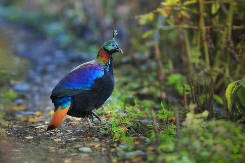 尼泊尔的国鸟,中国的一级保护动物,被称为九色鸟的它