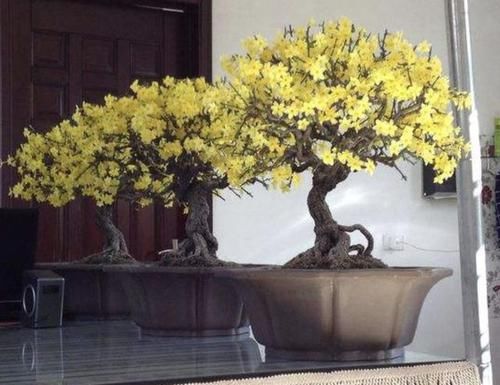  [黄花]1种盆景树，适合摆阳台上，茎干变粗壮后，开出“黄花”，太漂亮