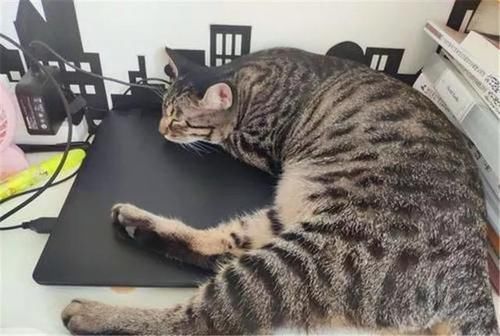 是什么品种的猫