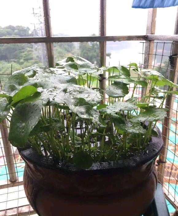  【这本】这本绿草很好养，土培和水培都很好养，家里一盆，长得真茂盛！