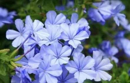  [长寿花]“5种花”花大色艳易爆盆，家里养一盆，养出小花园，美到极致！