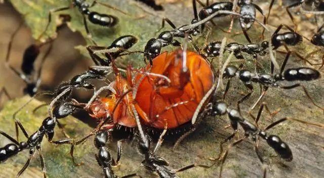 哥伦比亚人将蚂蚁当零食:爆炒后装袋当花生米吃,价格还很昂贵!