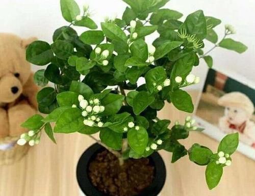  「花草」哪些土壤适合用来盆栽花草？弄懂4种土质，啥花都能蹭蹭长不停
