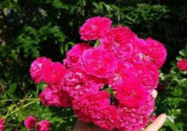 「神气」净化空气,耐寒耐寒,好神气,蔷薇花科红木香,买来一颗闻香气。