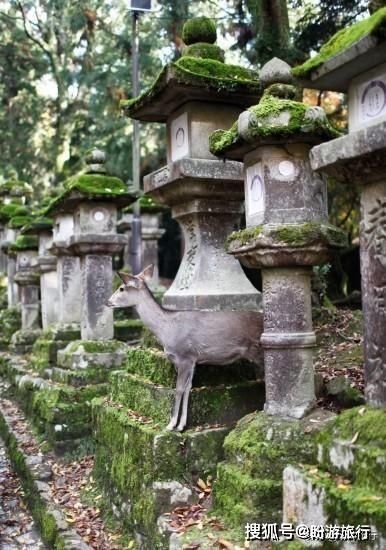  「祈福的灯笼」DAY2日本深度自由行之大阪都门奈良城崎旅行日记