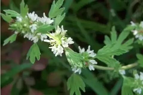  「别称」30种 ·野草的美，你认识几个？