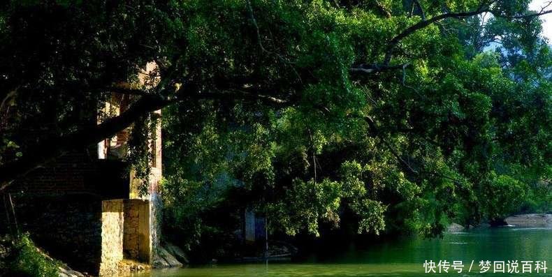 广西一个县是壮族的发祥地 也是中国第一个芒果之乡