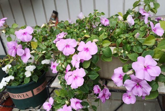  【凤仙花】养盆凤仙花，常年开花，花瓣能染指甲，小时候过家家经常玩