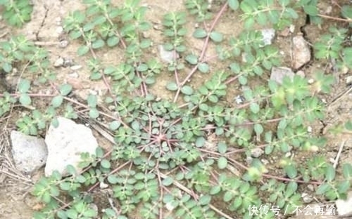 『人称』农地里,1种杂草奇特,枝条像“蜈蚣”,人称“千根草”,珍贵!