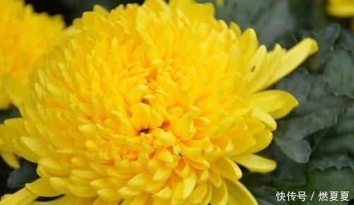  #学以致用#菊花养护小攻略，最基本的4点，学以致用，促进菊花花苞生长